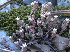 Sedum potosinum