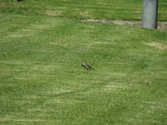 Passer melanurus