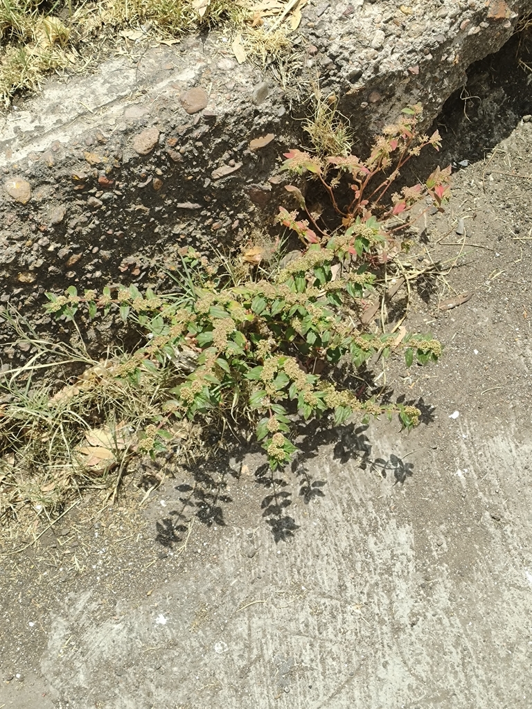 Florida Hammock Sandmat from Desarrollo Especial Pemex, Aguascalientes