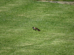 Passer melanurus