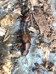 Platydracus cinnamopterus