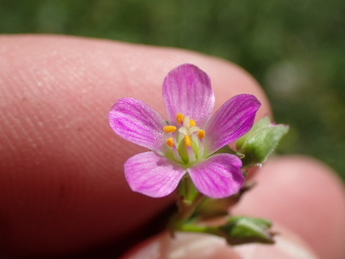 Brewer's redmaids (Calandrinia breweri)