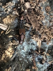 Platydracus cinnamopterus