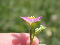 Calandrinia breweri