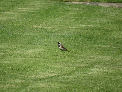 Passer melanurus