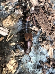 Platydracus cinnamopterus