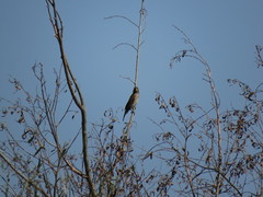 Amblyospiza albifrons