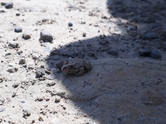 Pleurodema cinereum