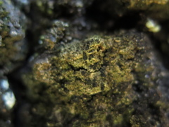 Bacidia circumspecta