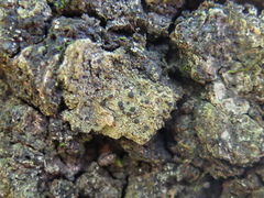 Bacidia circumspecta