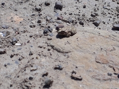 Pleurodema cinereum
