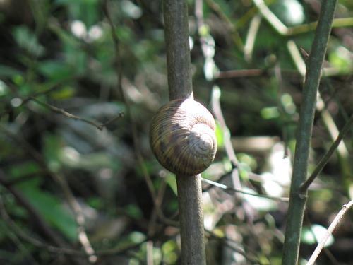 Humboldtiana nuevoleonis