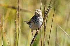 Passerculus sandwichensis beldingi
