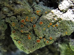 Lacrima aphanotripta