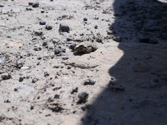 Pleurodema cinereum