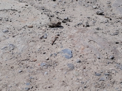 Pleurodema cinereum