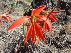 Sprekelia formosissima