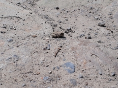 Pleurodema cinereum