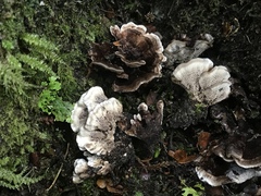 Phellodon nothofagi