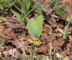 Callophrys rubi