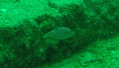 Canthigaster punctatissima