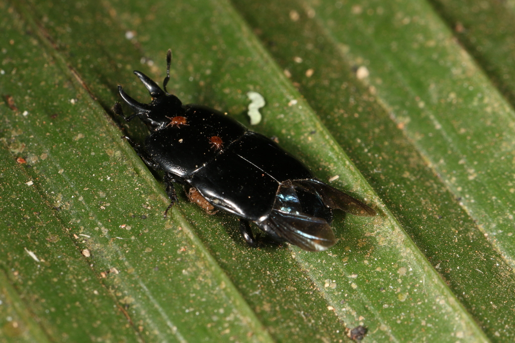 Hololepta excisa