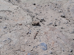 Pleurodema cinereum