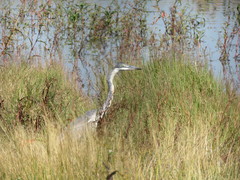 Ardea melanocephala