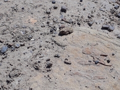 Pleurodema cinereum