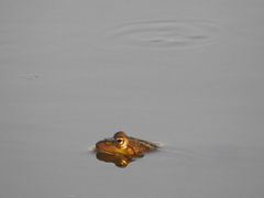 Pelophylax bedriagae