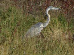 Ardea melanocephala