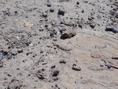 Pleurodema cinereum