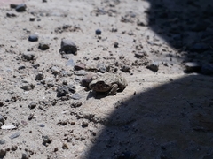 Pleurodema cinereum