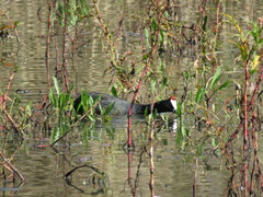 Fulica cristata