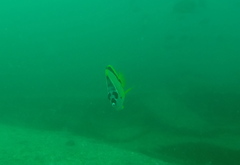 Johnrandallia nigrirostris