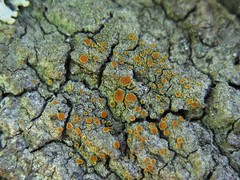 Lacrima aphanotripta