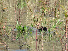 Fulica cristata