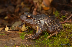 Eupsophus roseus