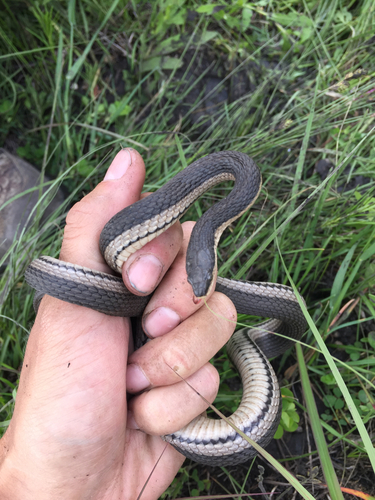 Graham's Crawfish Snake