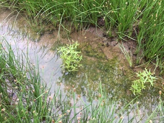 Gratiola quartermaniae