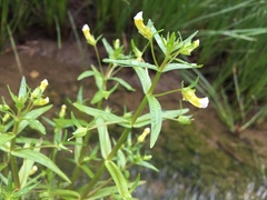Gratiola quartermaniae
