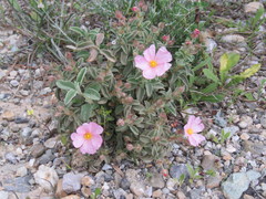 Cistus parviflorus