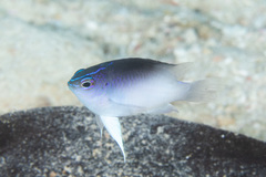 Chrysiptera rollandi