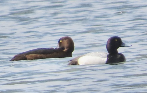 Porrón bola (Aythya affinis)