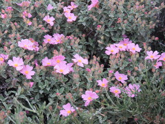 Cistus parviflorus