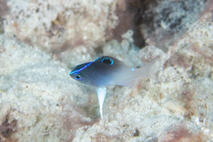 Chrysiptera rollandi