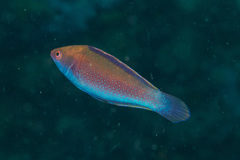 Cirrhilabrus beauperryi