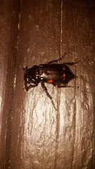 Nicrophorus pustulatus