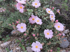 Cistus parviflorus