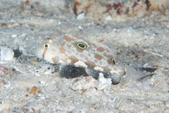 Signigobius biocellatus